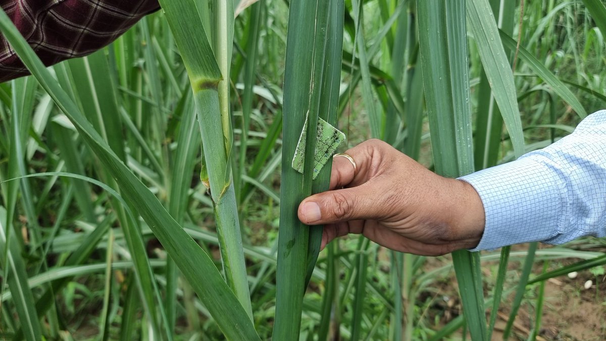 Trichocard placed beneath mid rib of leaf one month ago still there without stapling. New idea to save a small and kill top borer.