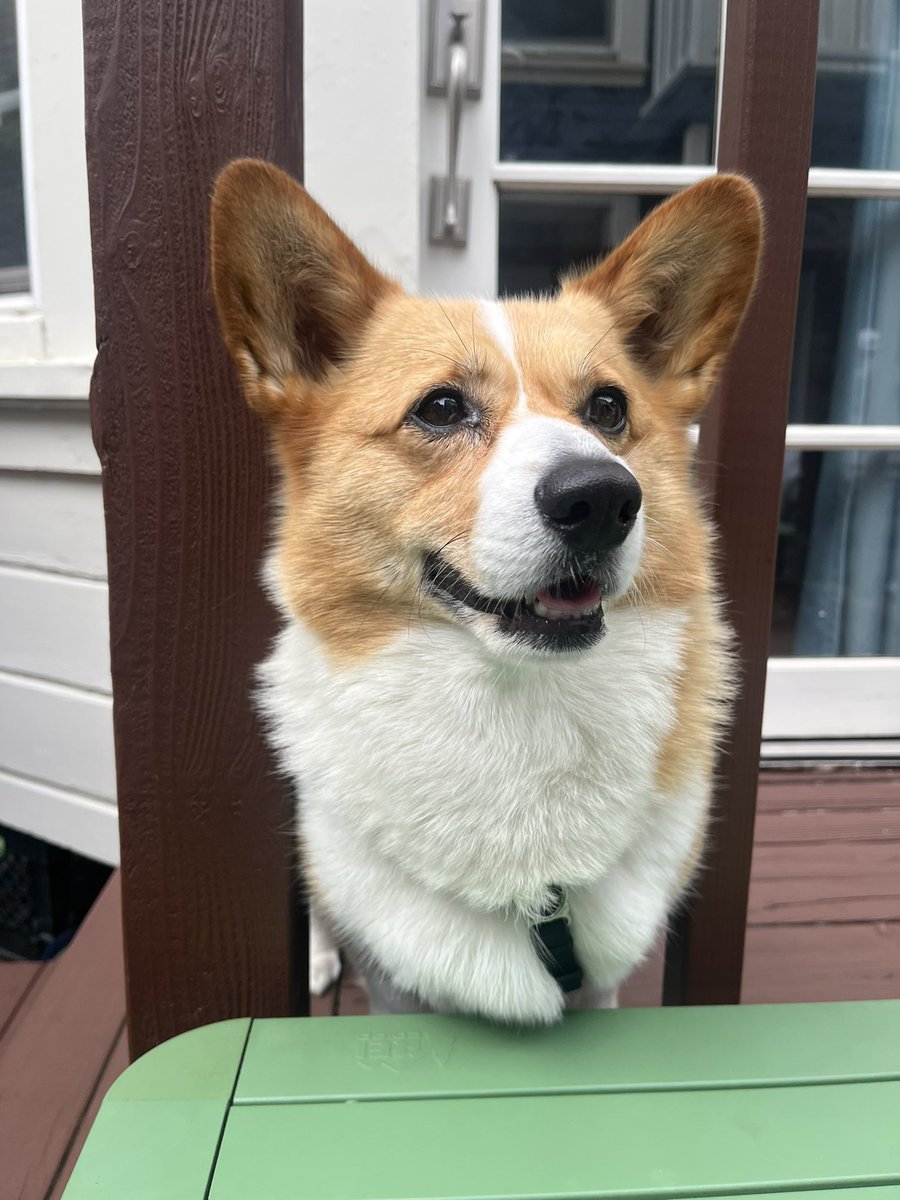 tinyducks's tweet photo. it’s basil’s 5th birthday today! everyone say happy birthday basil https://t.co/wl4ynWHtsn