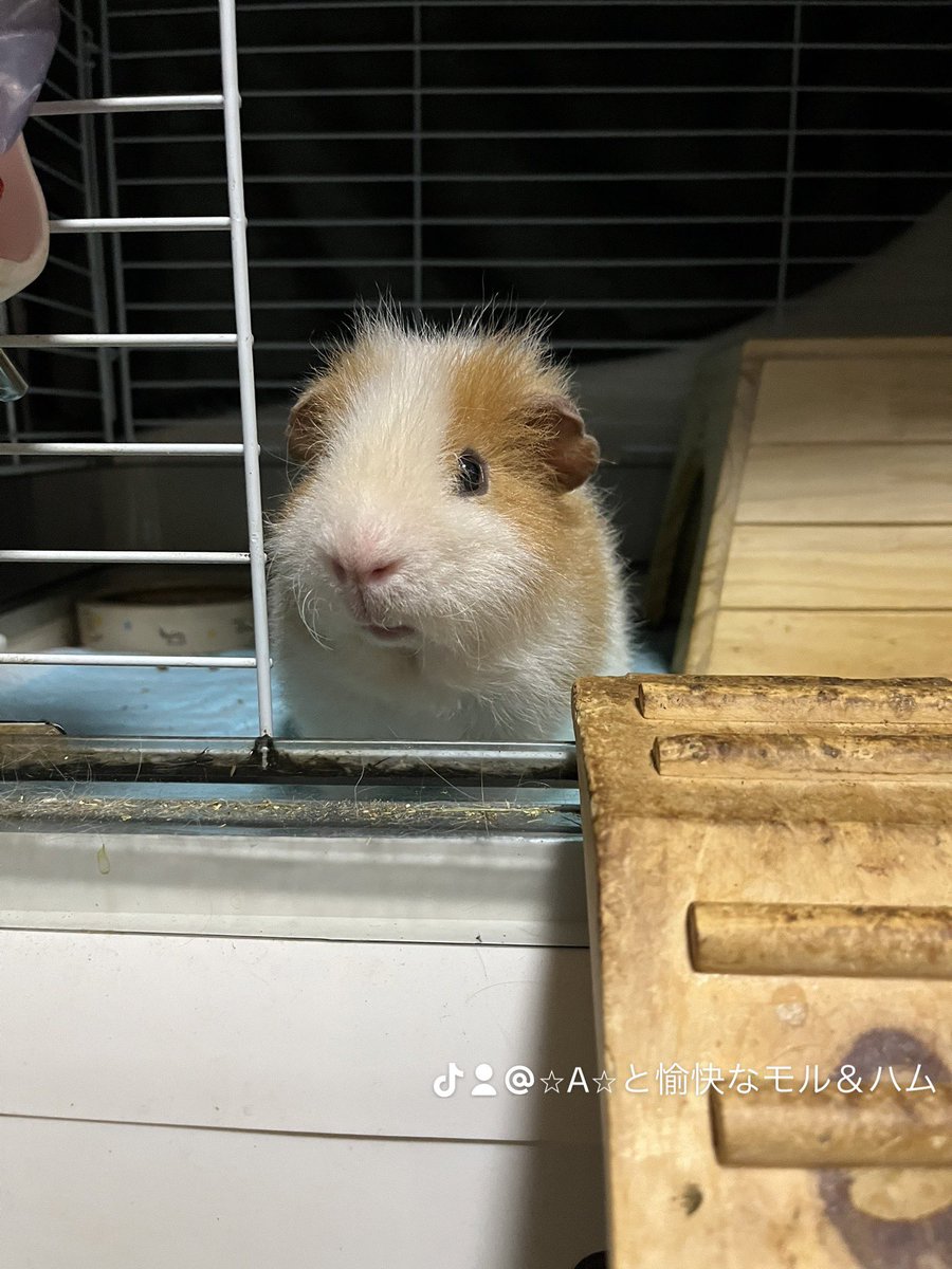 A45585366's tweet photo. お空🌈にいるうちの子🐹
・１枚目ｱﾋﾞｼﾆｱﾝ＝チャモ
（2019.５月〜2025.7.5）
・２枚目ﾃﾃﾞｨ＝モケ
（2020.４月〜2025.6.8）
・３枚目ｼｪﾙﾃｨ＝ロト
（2020.９月〜2024.10.6）
・４枚目ﾃﾃﾞｨ＝メル
（2021.10.19〜2024.2.17） https://t.co/ByYlw58owF