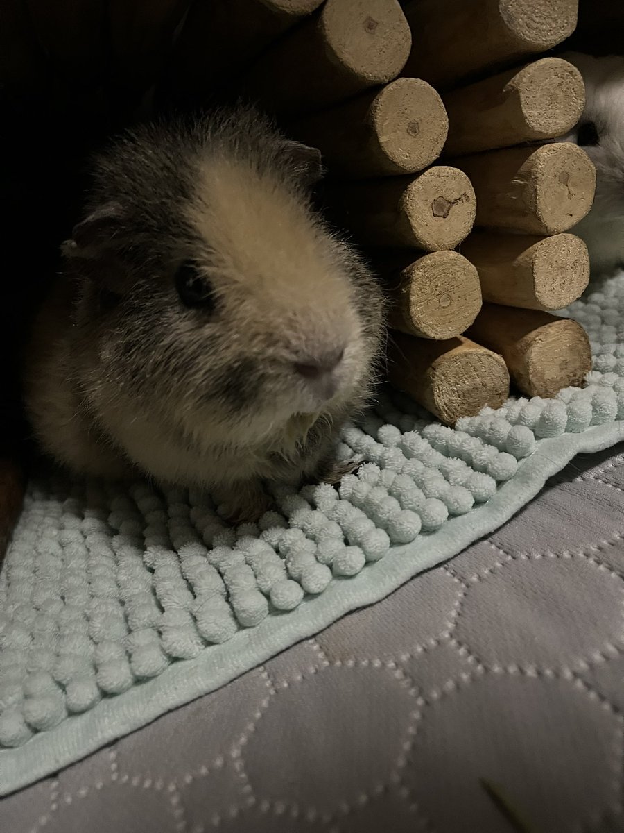 A45585366's tweet photo. お空🌈にいるうちの子🐹
・１枚目ｱﾋﾞｼﾆｱﾝ＝チャモ
（2019.５月〜2025.7.5）
・２枚目ﾃﾃﾞｨ＝モケ
（2020.４月〜2025.6.8）
・３枚目ｼｪﾙﾃｨ＝ロト
（2020.９月〜2024.10.6）
・４枚目ﾃﾃﾞｨ＝メル
（2021.10.19〜2024.2.17） https://t.co/ByYlw58owF
