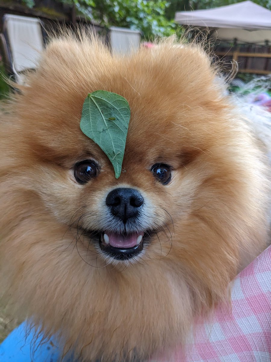 odiesislandlife's tweet image. I have a leaf on my head and I love it 😆 #odiedworld #summerdog