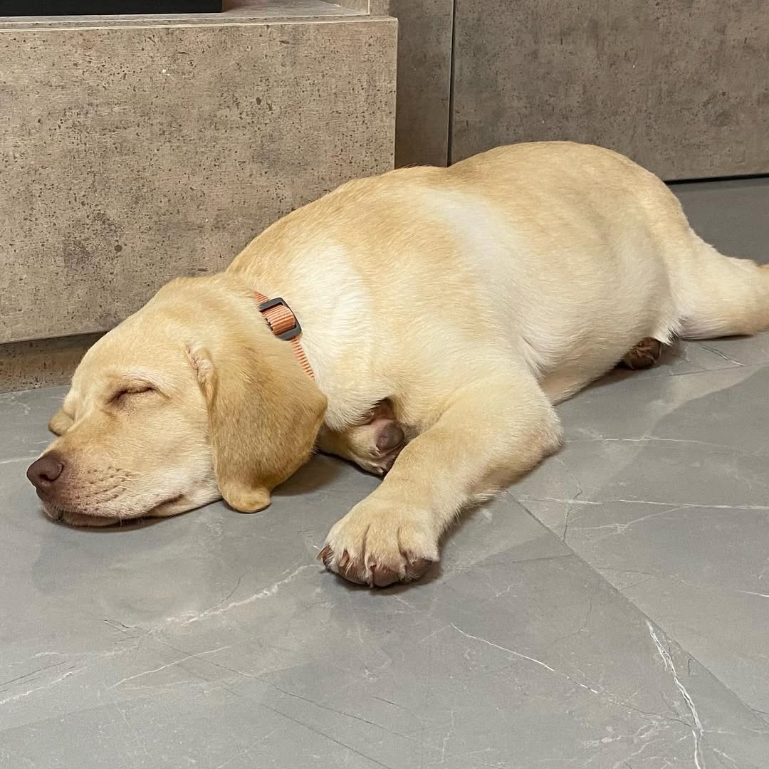 The puppy is peacefully asleep on the floor, completely lost in dreamland, so adorable 🐶💤. This relaxing time is truly enviable! #Dog #QuietTime #Adorable