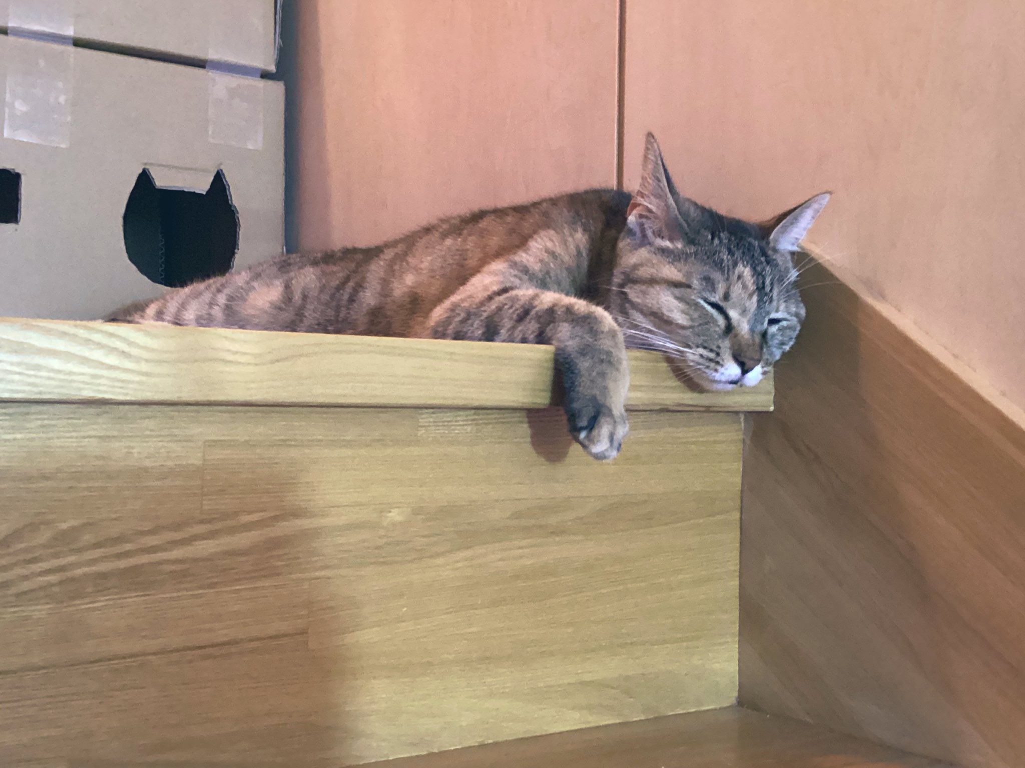 👒麦わらねこViviさん on X: 