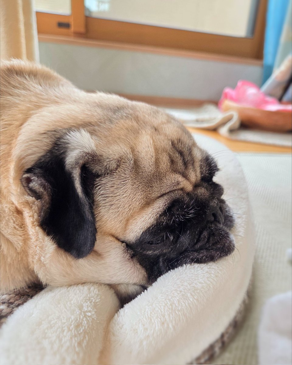 パグってお口がたぷたぷなんだよ。