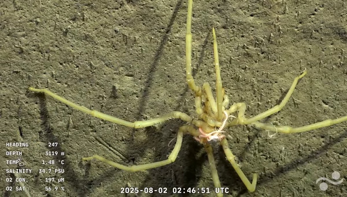 Lovecraft tenía razón, Cthulu está en Argentina