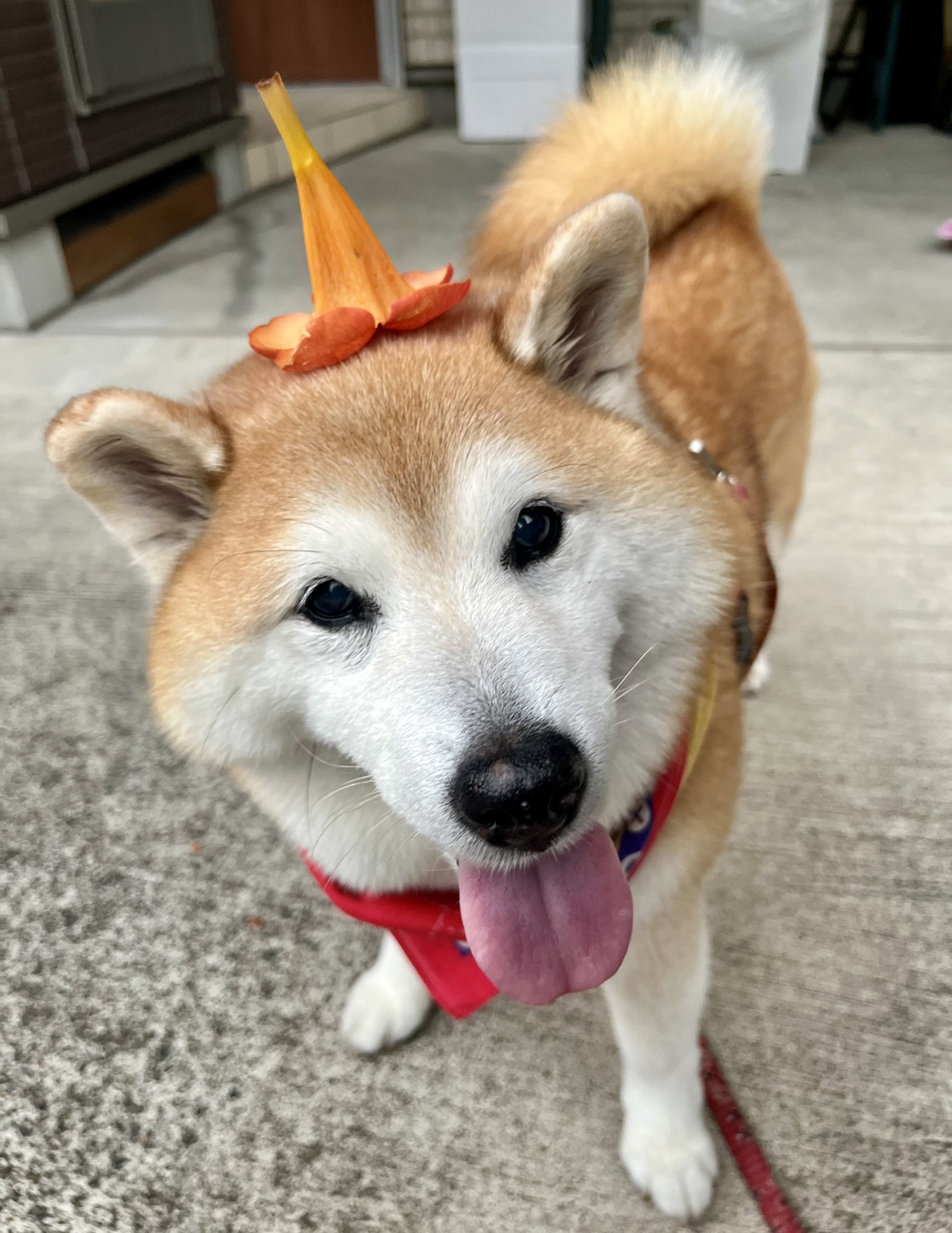 ♡押花♡かわいい犬♡ 祥&柴犬のまるちゃん on X: 