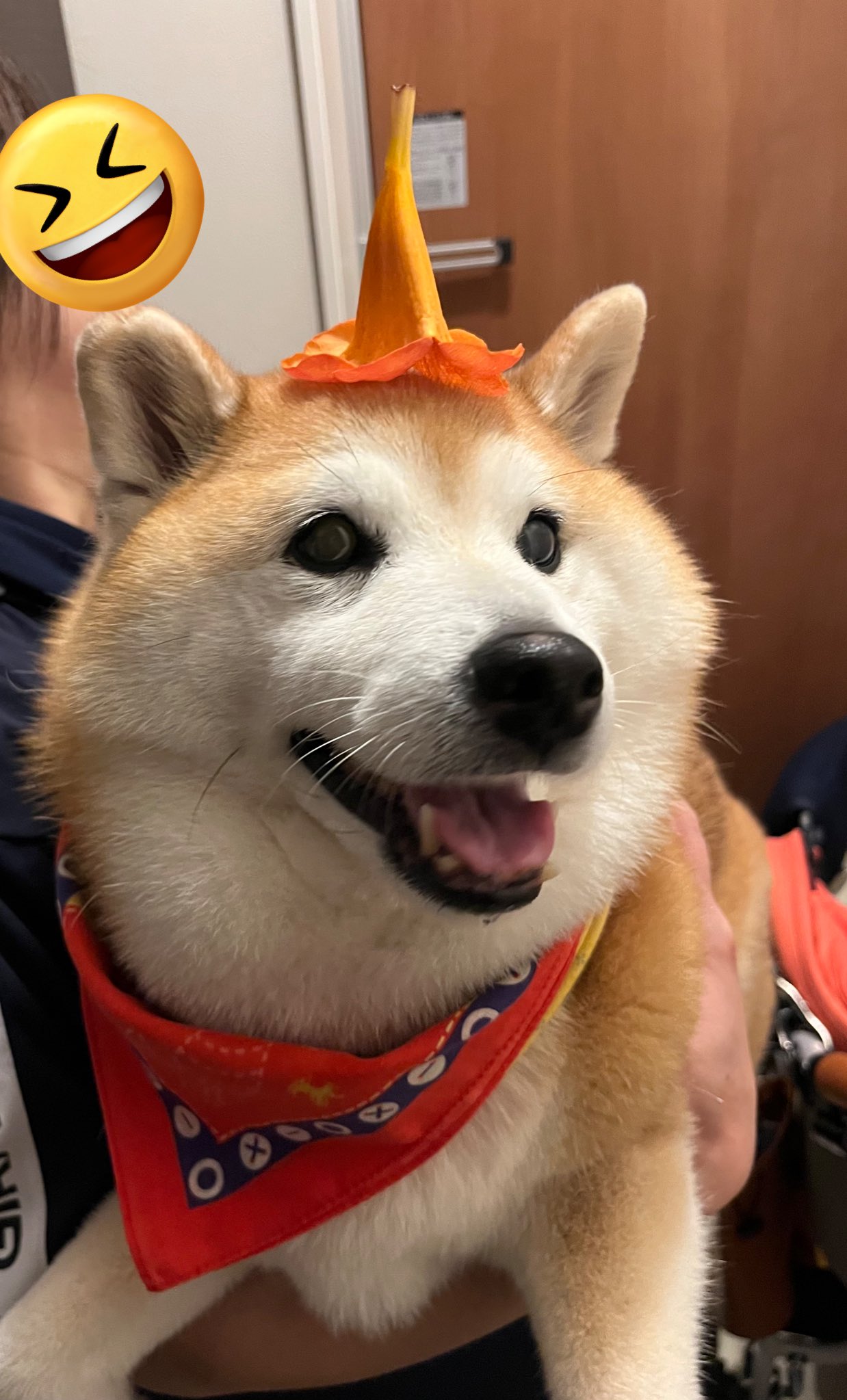 ♡押花♡かわいい犬♡ 祥&柴犬のまるちゃん on X: 