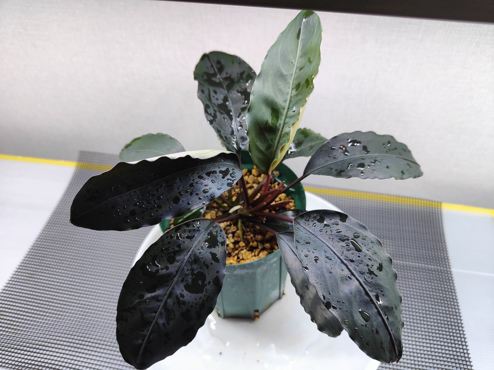 807さんBUCEPHALANDRA 光沢優先 807さんBUCEPHALANDRA 光沢優先