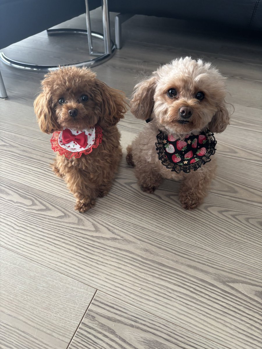 0929maguro's tweet photo. この季節　裸にスタイね😂

#愛犬まぐろ
 #愛犬ぶり 
#ティーカッププードル 
#マイクロティーカッププードル https://t.co/LYP0n42caF