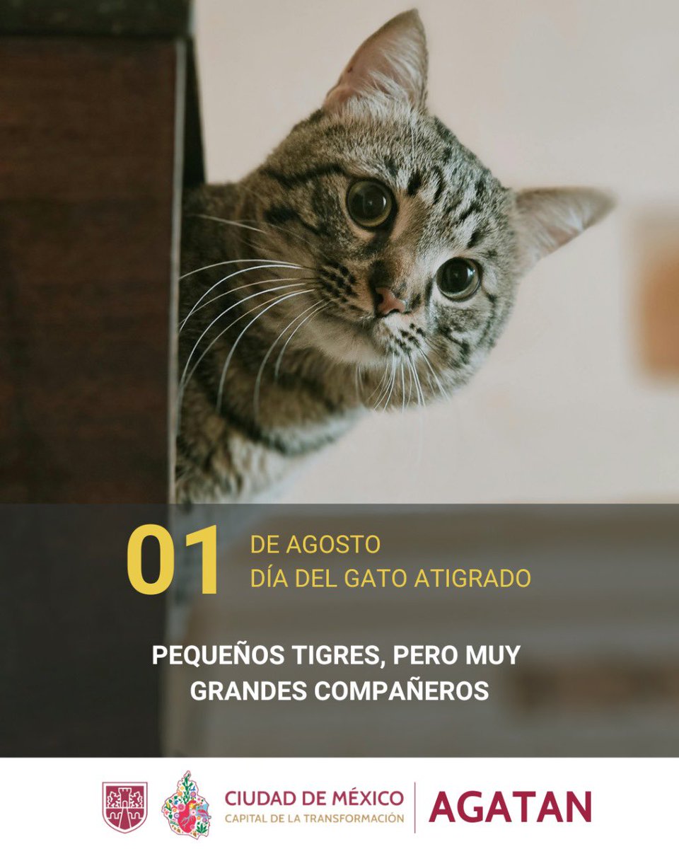 Para las y los que amamos a los gatos 
Hoy es el día de los atigrados 😍

Pequeños tigres, pero MUY grandes compañeros 🐱