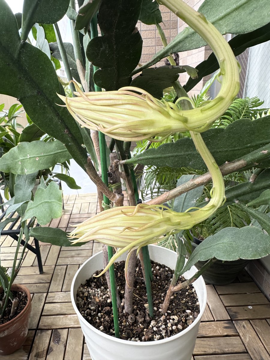 は*)様 ㊼大きめ苗 ももホイップ❣️エレイン交配❣️中里リンゼ交配