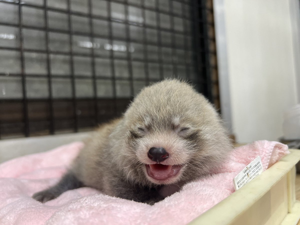 ㅤ
レッサーパンダは産まれてしばらくは白い毛で覆われています
徐々に大人と同じ毛の色になっていくのでそんなところにも注目しながら成長を見守ってくださいね☺️🌼

#那須どうぶつ王国
#レッサーパンダ
#動物の赤ちゃん
#redpanda