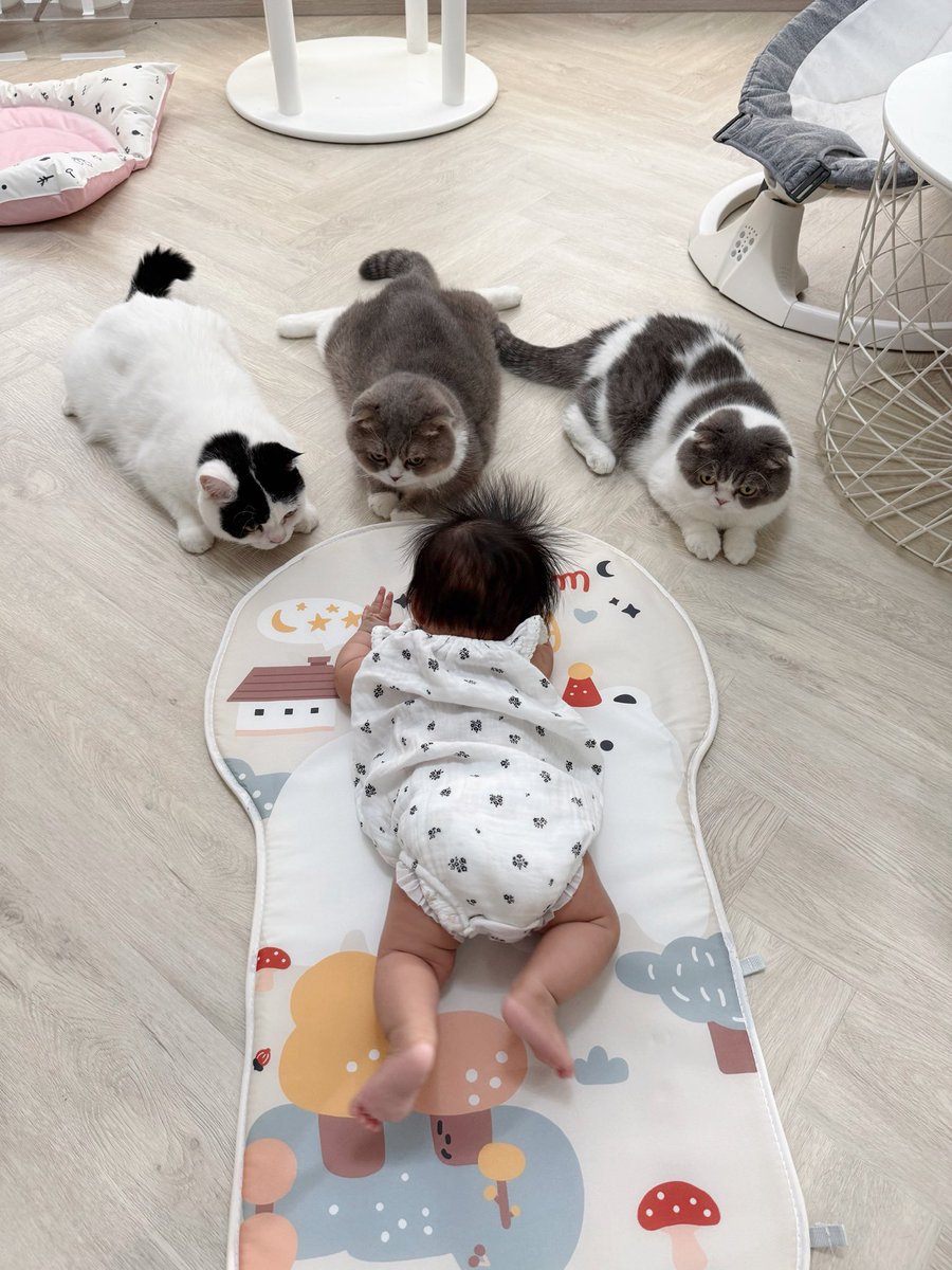 meawgoh's tweet photo. พวกเราว่าแปลกๆ ป่ะ แมวตัวใหม่ขนตั้งเหมือนเงาะ หูก็ไม่พับไม่ตั้ง ร้องแงๆ ไม่เมี๊ยว 🧐🤨 https://t.co/SSSxRBu3dS