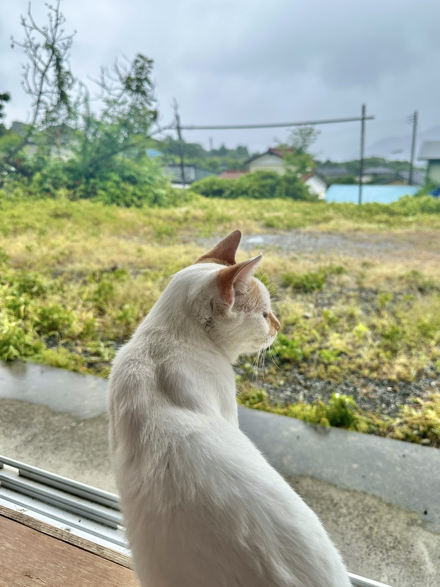雪わたり on X: 