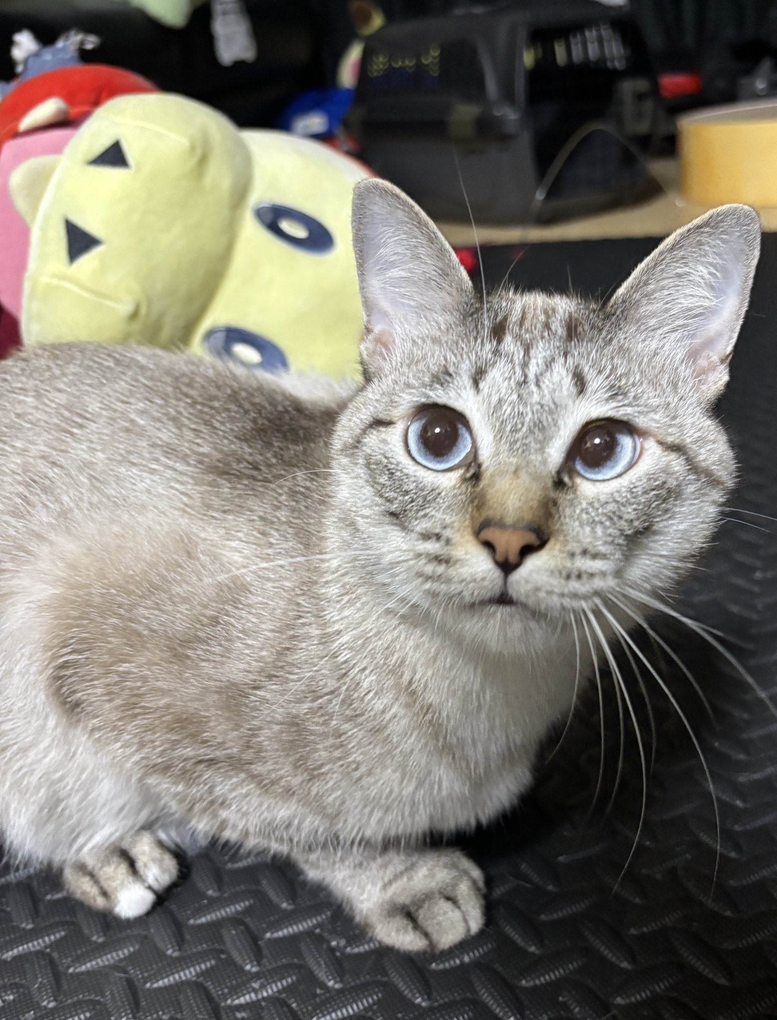 ✩新品　九谷焼　アポロSynm(シン)　招き猫　赤盛右✩赤盛と黒猫の2点セット 楽天市場】アポロ招き猫の通販