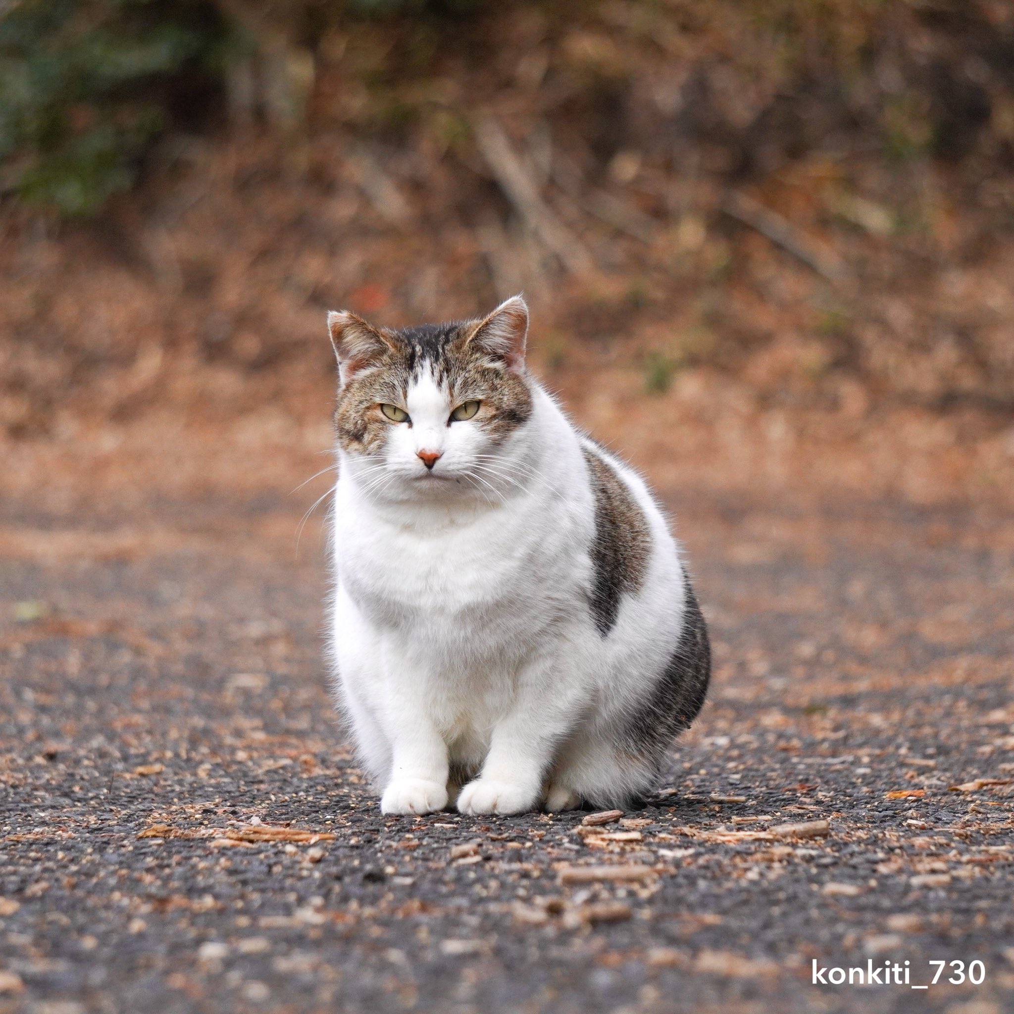 猫チキ！ Aちき on X: 