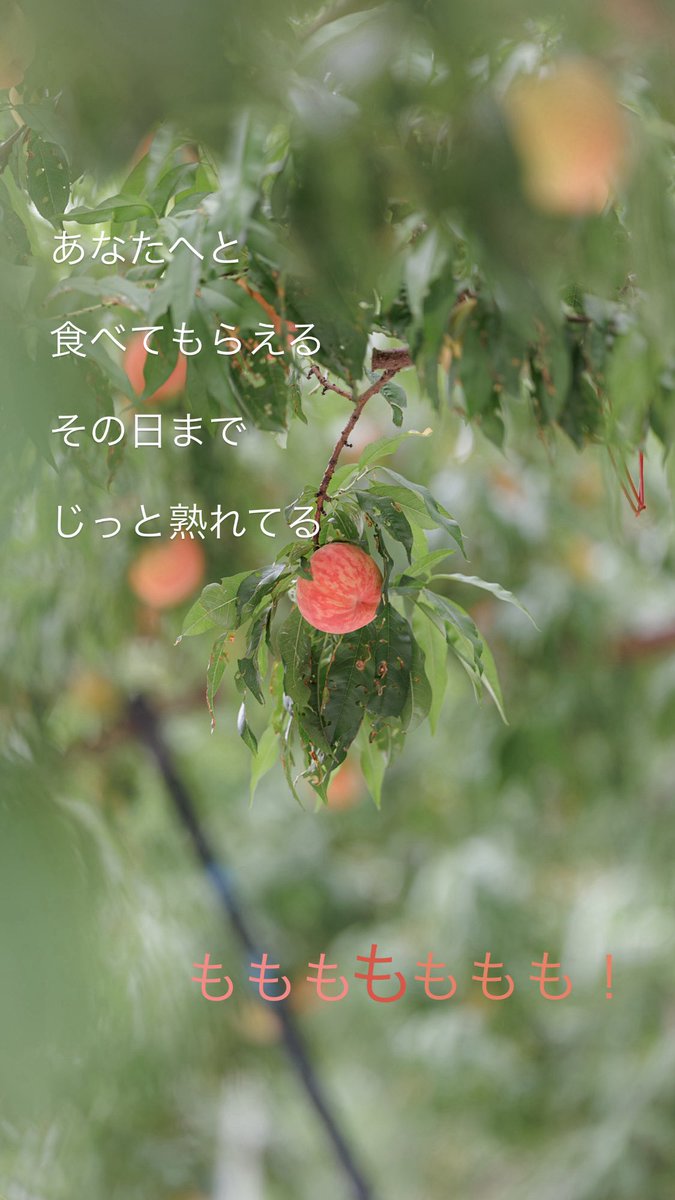 bookvinevine's tweet photo. ももももも！
#photography https://t.co/JqPmOWyB5v