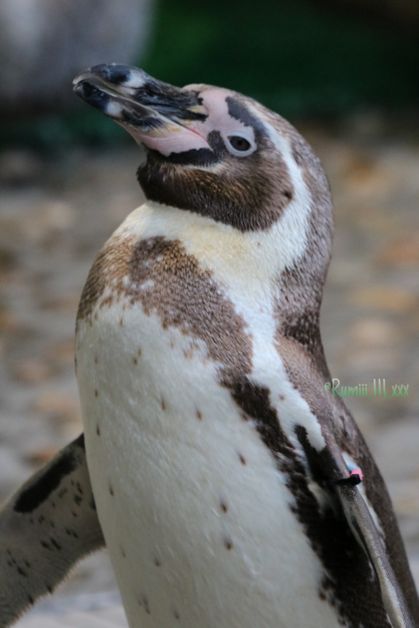 ➖牧場王様➖ボナベンチュラ　ペンギン ➖牧場王様➖ボナベンチュラペンギン