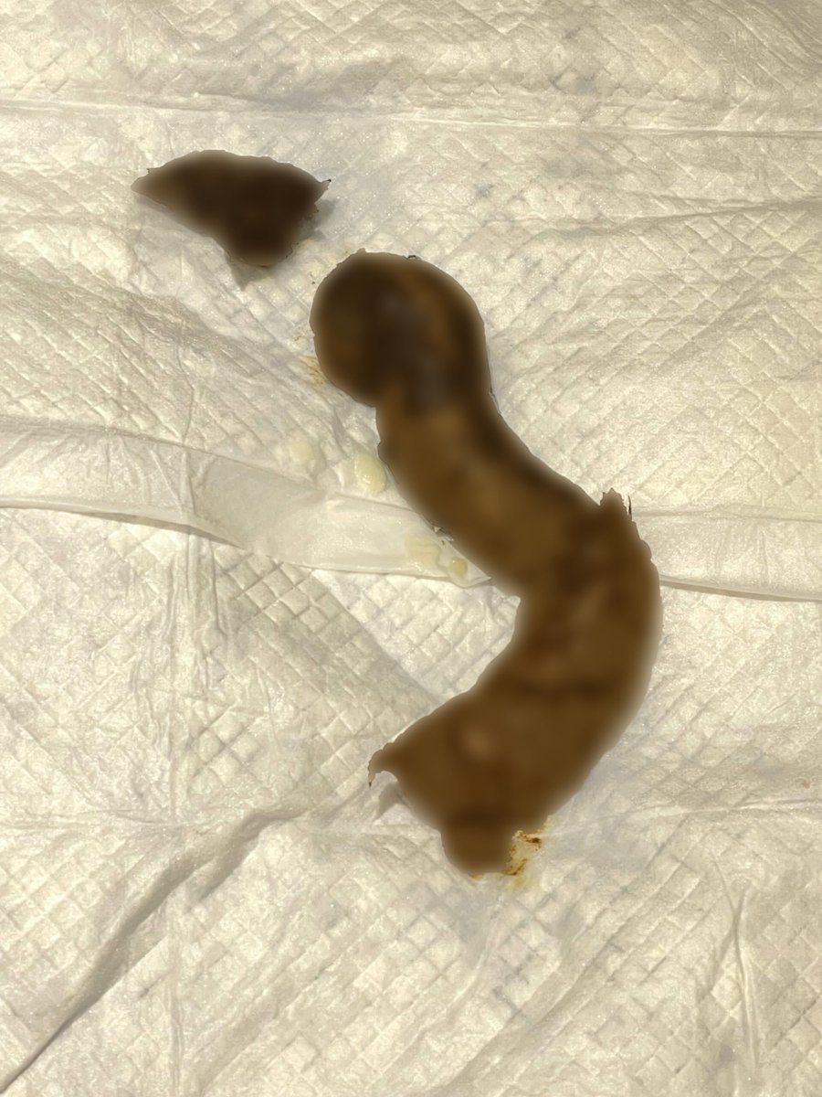 ScatTokyo_Sayo's tweet image. Hi, I’m Sayo 💚

I eat lots of fiber, so I’m proud of my poop quality 💩

Not good at holding it, so early bookings only please 😢

Foreign gentlemen, be nice to me 💕