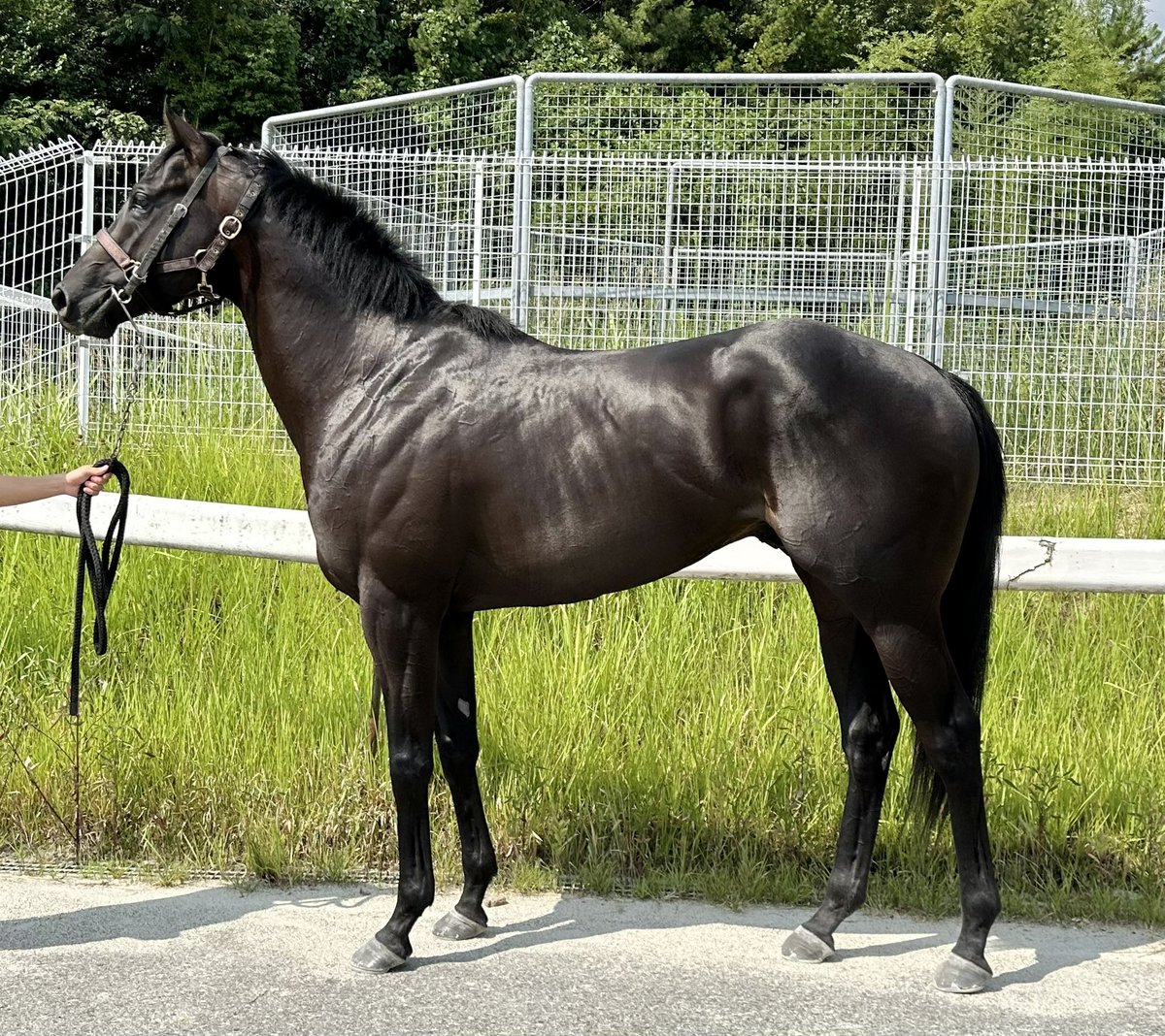 【中古】 こんな本命馬はカンタンに消える 実証！荒れるレースの見分けかた・狙いかた/リヨン社/誉田強 旧車】徹底解明！アゴタンレーシングの旗艦ケンメリ4枚 in 鈴蘭