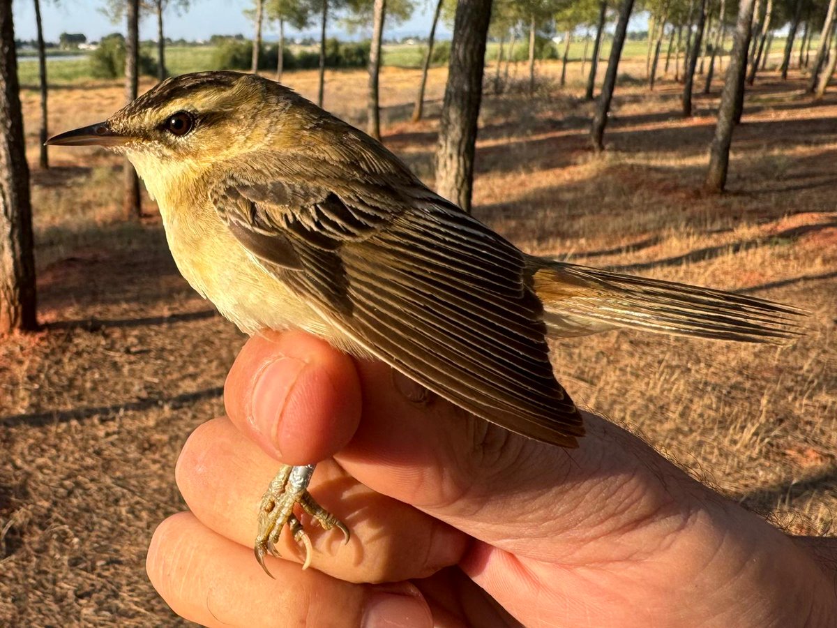 Alejandro (@alejandrotruke) on Twitter photo #Anillamiento #científico <a href="/SEO_BirdLife/">SEO/BirdLife</a> Laguna Chica <a href="/SOSLagunas/">Lagunas Vivas de Villafranca de los Caballeros</a> 31/07/2025📝 23 Pan bia, 4 Acr mel, 3 Acr aru, 12 Acr sch, 128 Acr sci, 2 Pas his, 1 Chl chl, 2 Hir rus, 1 Rem pen. Importante población de Bigotudos y aves con grasa preparando la migración. <a href="/DSostenibleCLM/">Desarrollo Sostenible CLM</a> #Anillamiento #científico <a href="/SEO_BirdLife/">SEO/BirdLife</a> Laguna Chica <a href="/SOSLagunas/">Lagunas Vivas de Villafranca de los Caballeros</a> 31/07/2025📝 23 Pan bia, 4 Acr mel, 3 Acr aru, 12 Acr sch, 128 Acr sci, 2 Pas his, 1 Chl chl, 2 Hir rus, 1 Rem pen. Importante población de Bigotudos y aves con grasa preparando la migración. <a href="/DSostenibleCLM/">Desarrollo Sostenible CLM</a>