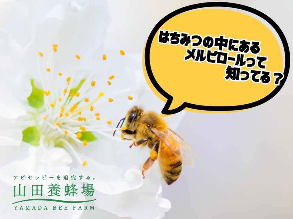 exinsects's tweet photo. ＼8/3はハチミツの日！🍯／
山田養蜂場さんとコラボ🐝
8/3(日)、8/4(月)の二日間限定❗️大昆虫展に来場者して、このポストをリポストしてくれた方に、ハチミツ100gをプレゼント🍯会場でリポス��の画面をスタッフに見せてください👀先着300名、なくなり次第終了です‼️
#メルピロール #大昆虫展 https://t.co/qTKWZz6TX3