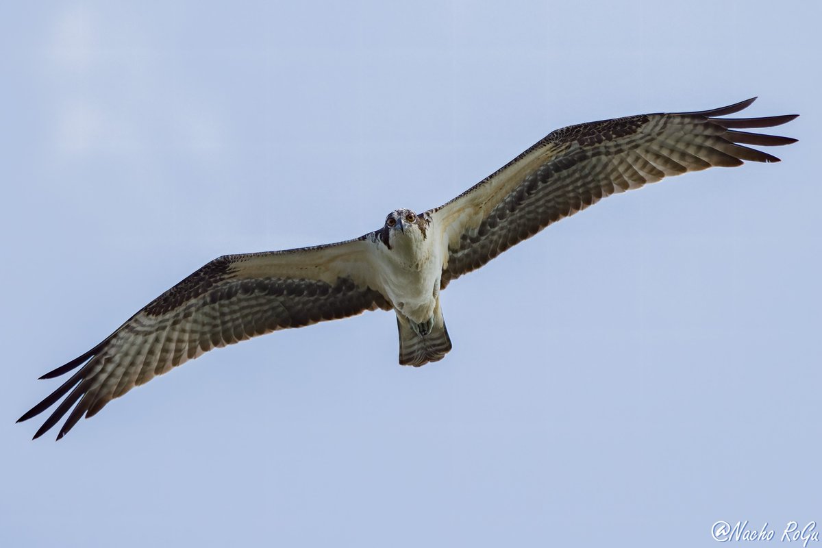 Águila pescadora (Pandion haliaetus).

EEUU
