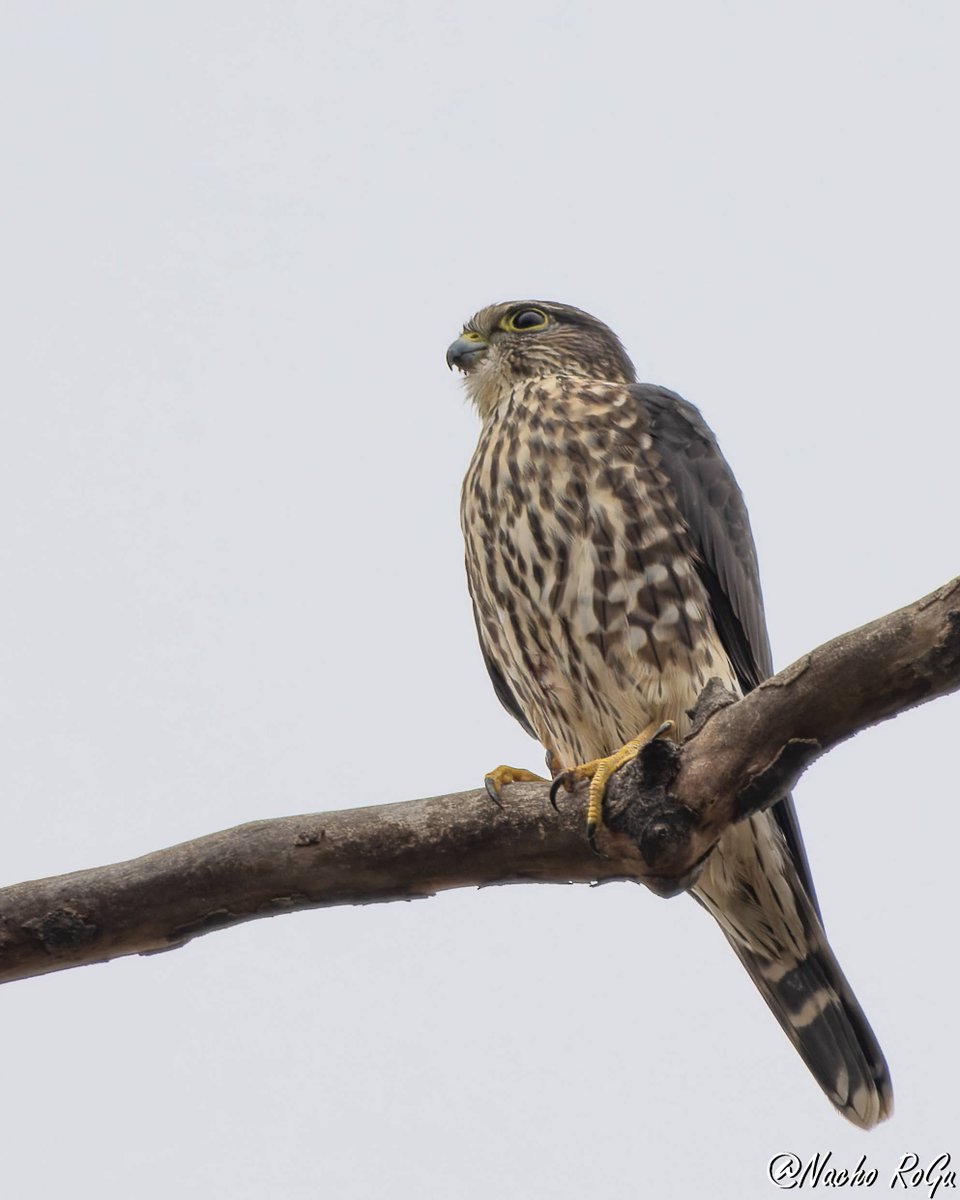 Esmerejón (Falco columbarius).

EEUU