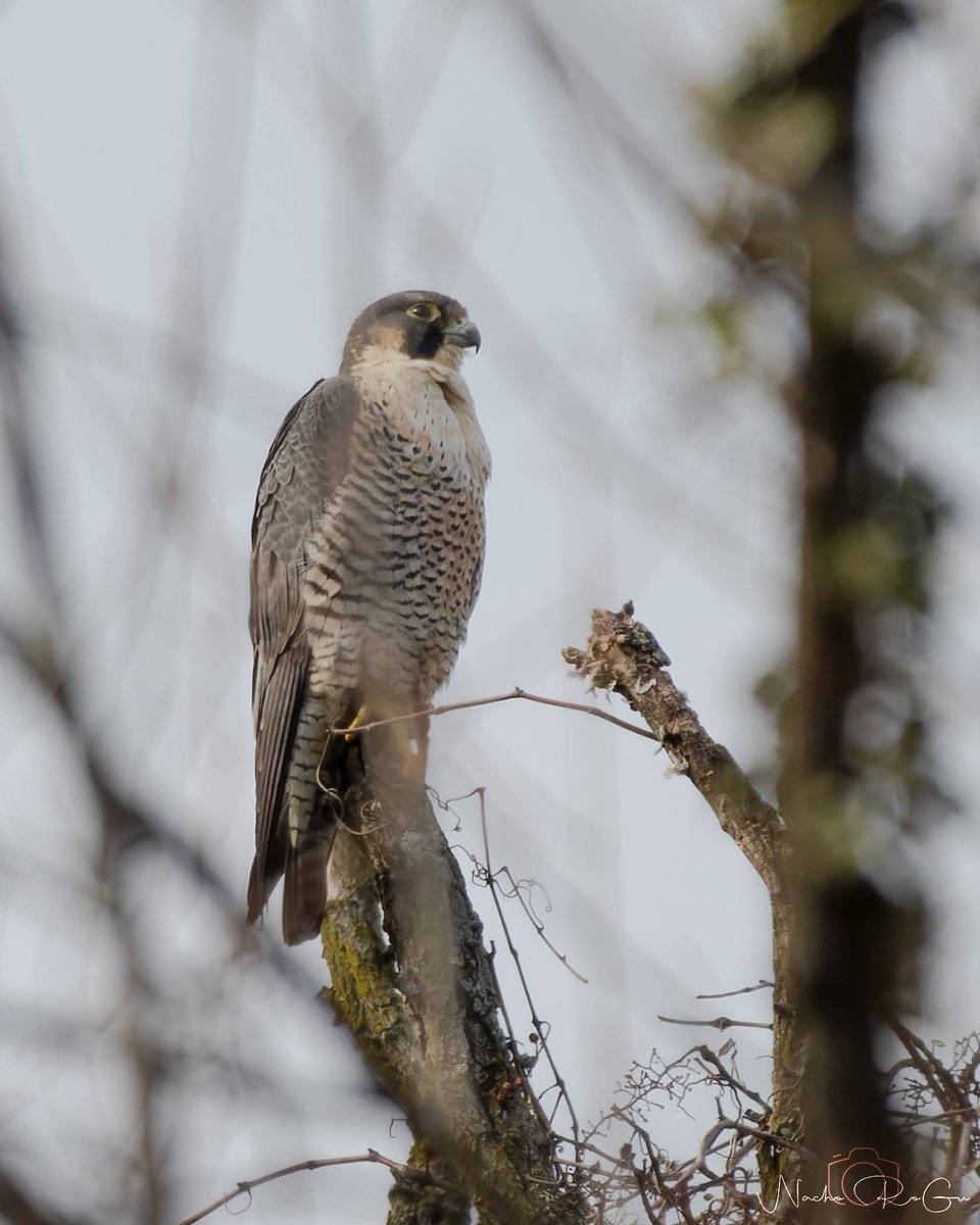 Halcón peregrino (Falco peregrinus).

EEUU