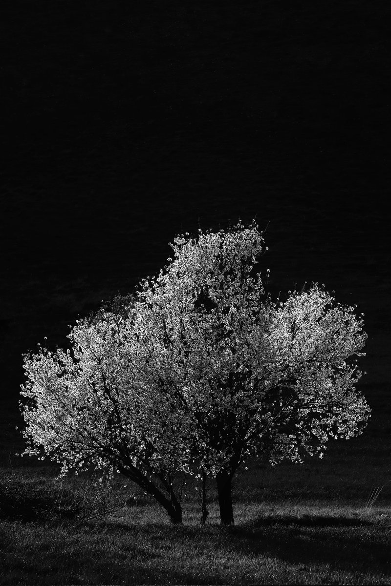 Gm!

"White tree"
14/15 edition 7 #tezos 

Minted for #photoliminal event

Link:
objkt.com/tokens/hicetnu…