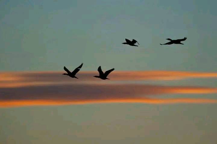 "یہ دنیا داری ہے برخوردار یہ زوال پر دفنانے اور عروج پر چاٹنے آتے ہیں."

#پانچ_اگست_فیصلہ_کن