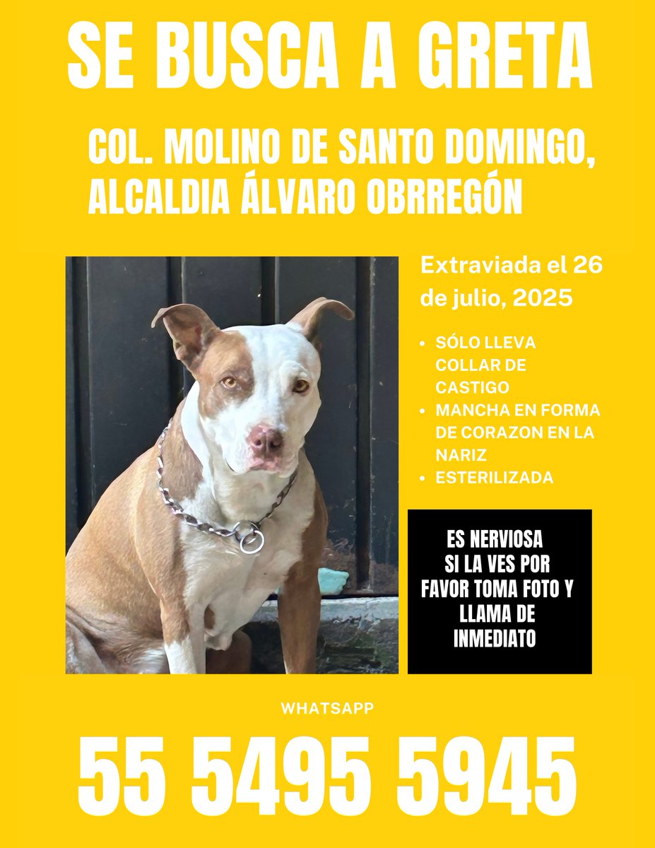 La Nota Positiva (@lanotapositiva) on Twitter photo Se busca a GRETA
Perdida en Molino de Sto Domingo, alcaldía #AlvaroObregon
Esterilizada
Si la ves por favor resguarda o toma foto y llama.
Puede estar en colonias cercanas #colElCuernito <a href="/Olivardelconde/">Olivar del Conde</a> <a href="/Supervia_CDMX/">Supervía CDMX</a> <a href="/HELA_MORE/">𝙷𝚎𝚕𝚊 𝙼𝚘𝚛𝚎 🐶</a> <a href="/mujersina/">Eva</a> <a href="/inakimanero/">Iñaki Manero</a> <a href="/IsabelJunco/">Isabel Junco</a> <a href="/diana_dfc/">D I A N A 🐕 🐾 ❤️</a> Se busca a GRETA
Perdida en Molino de Sto Domingo, alcaldía #AlvaroObregon
Esterilizada
Si la ves por favor resguarda o toma foto y llama.
Puede estar en colonias cercanas #colElCuernito <a href="/Olivardelconde/">Olivar del Conde</a> <a href="/Supervia_CDMX/">Supervía CDMX</a> <a href="/HELA_MORE/">𝙷𝚎𝚕𝚊 𝙼𝚘𝚛𝚎 🐶</a> <a href="/mujersina/">Eva</a> <a href="/inakimanero/">Iñaki Manero</a> <a href="/IsabelJunco/">Isabel Junco</a> <a href="/diana_dfc/">D I A N A 🐕 🐾 ❤️</a>