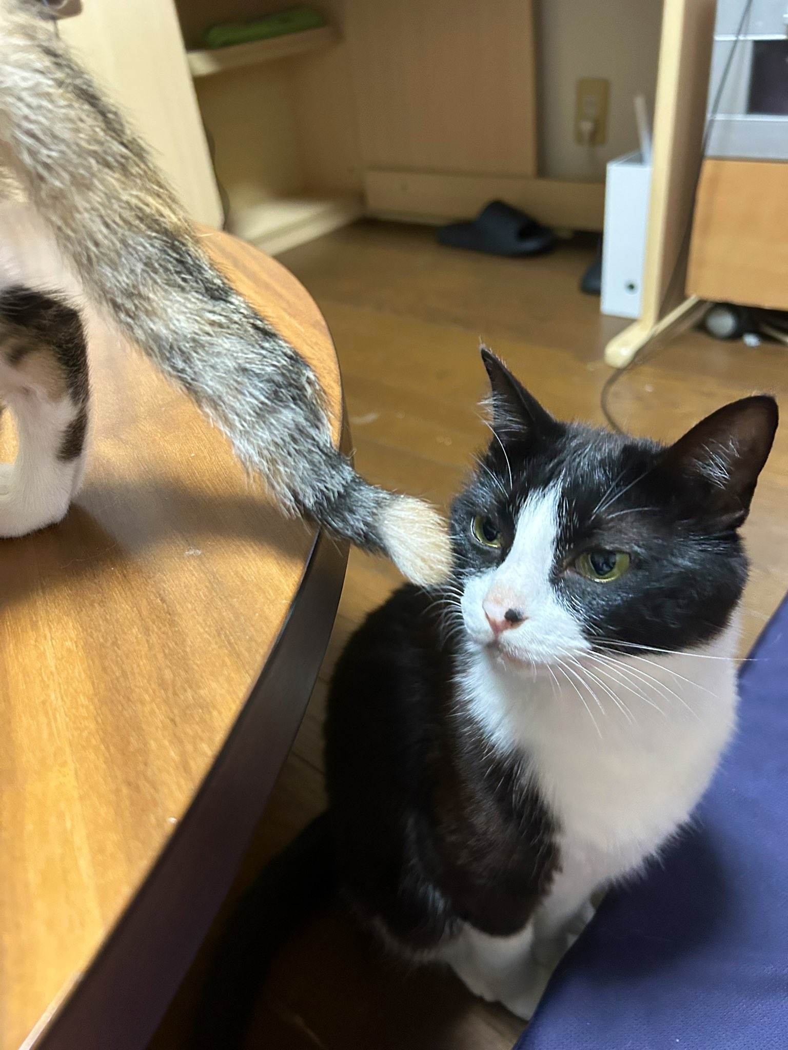 【ヒイラギ】じゃれねこちゃん・ぐでねこちゃんチャーム　紫陽花②　他 紫陽花の妖精になったにゃ🌸🐸』 あんこと紫陽花（羊毛フェルト