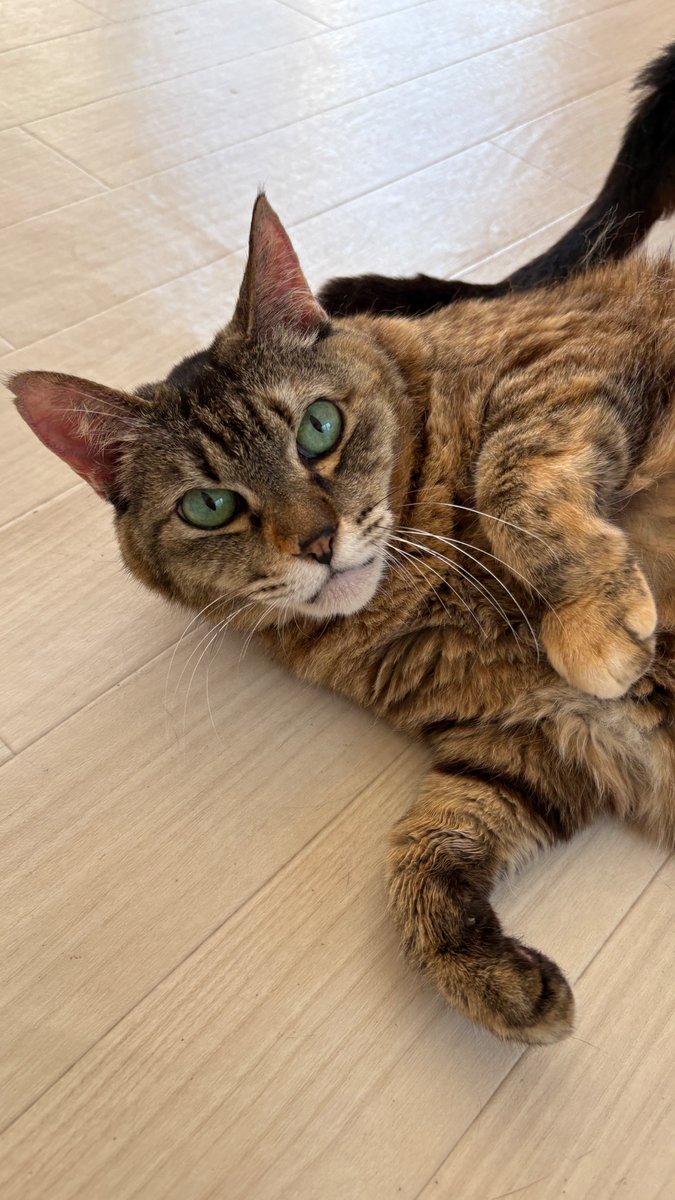 撫でて〜とお腹を出したり甘えてお膝に乗ってくるシニア猫のしっぽちゃん🐱
爪切りも抱っこでさせてくれます😌

現在藻岩ハウスにいますので、お見合い希望の方、里親希望の方は公式LINEよりお問い合わせください。

#里親募集
#保護猫
#猫