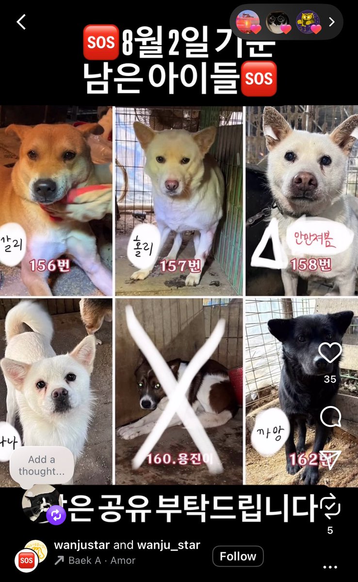 maple_maaaandoo's tweet photo. 2주에 한번 봉사자들 봉사오면 겨우겨우 바깥공기 마시고 시원하게 똥오줌부터 해결하는 아이들입니다 어느 아이하나 이쁘지않은 애들이 없어요ㅠㅠㅠㅠ 마당견이라도 지금당장은 죽음보다 낫기에 안전이 보장된다면 보낸다고합니다 한켠만 내어주실 분들이 계실까요? 🆘🆘 https://t.co/2OwLIi3lw5