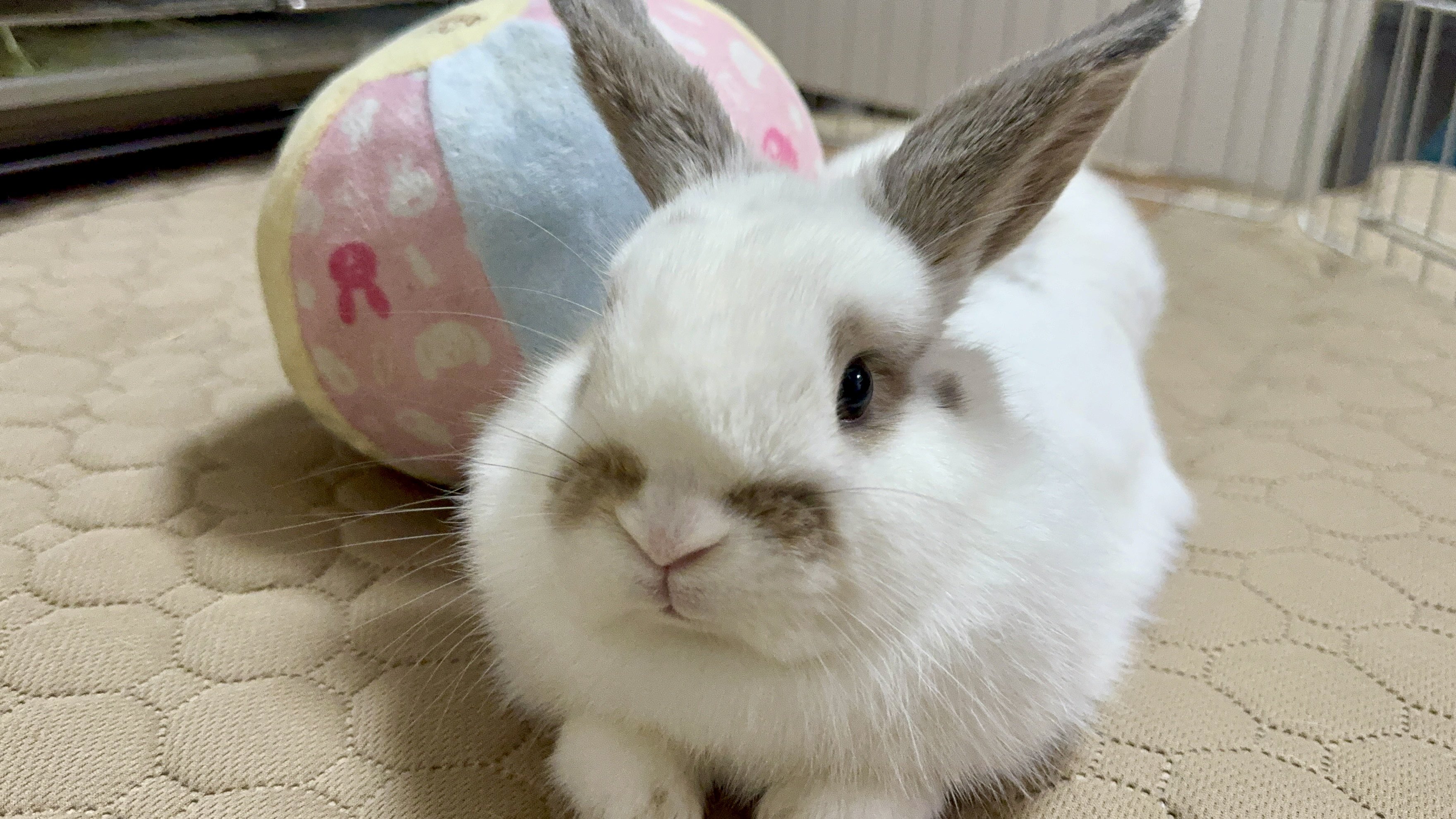 ❁⃘うさみみ❁⃘　0504 8cbd75c8-ae2c-41c5-b3ab-