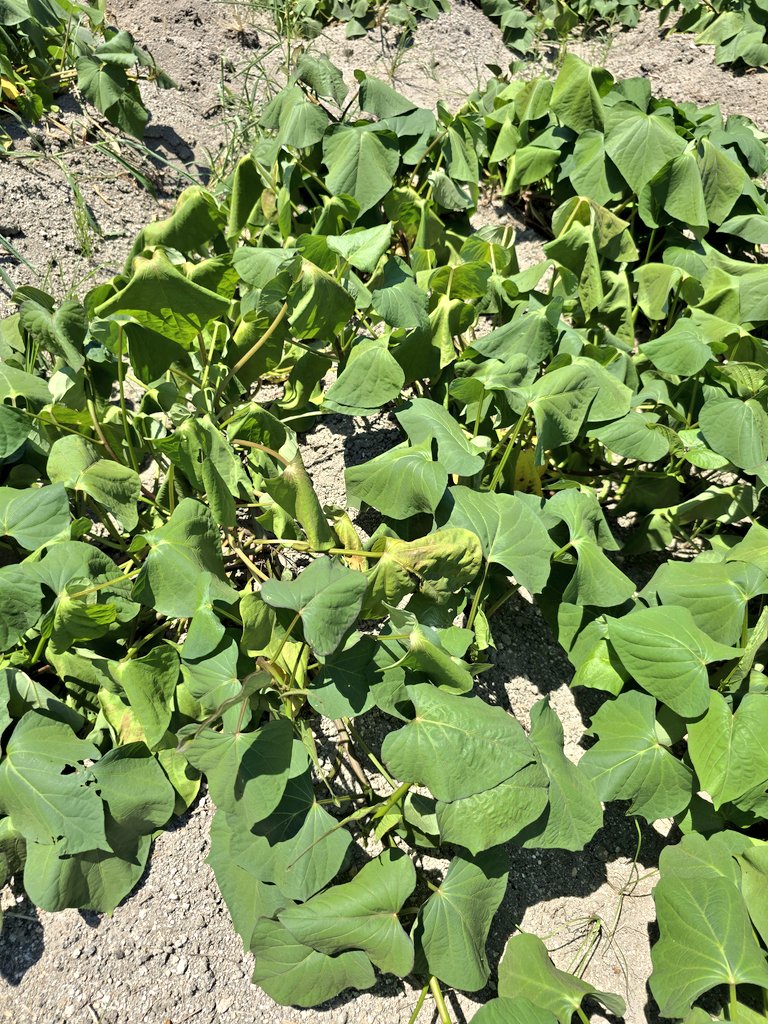 暑さに強い🍠さつまいも苗が萎える
これでも寒くならないほどの…酷暑☀