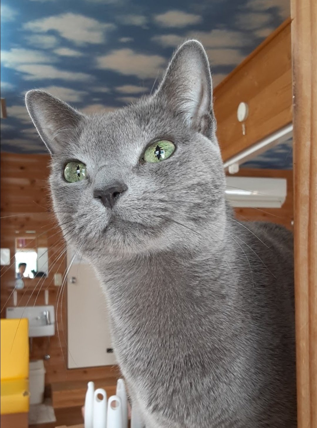 猫カフェちぐら on X: 