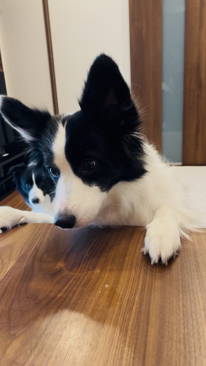 オヤツに目がないフラウと控えめなチロル😆