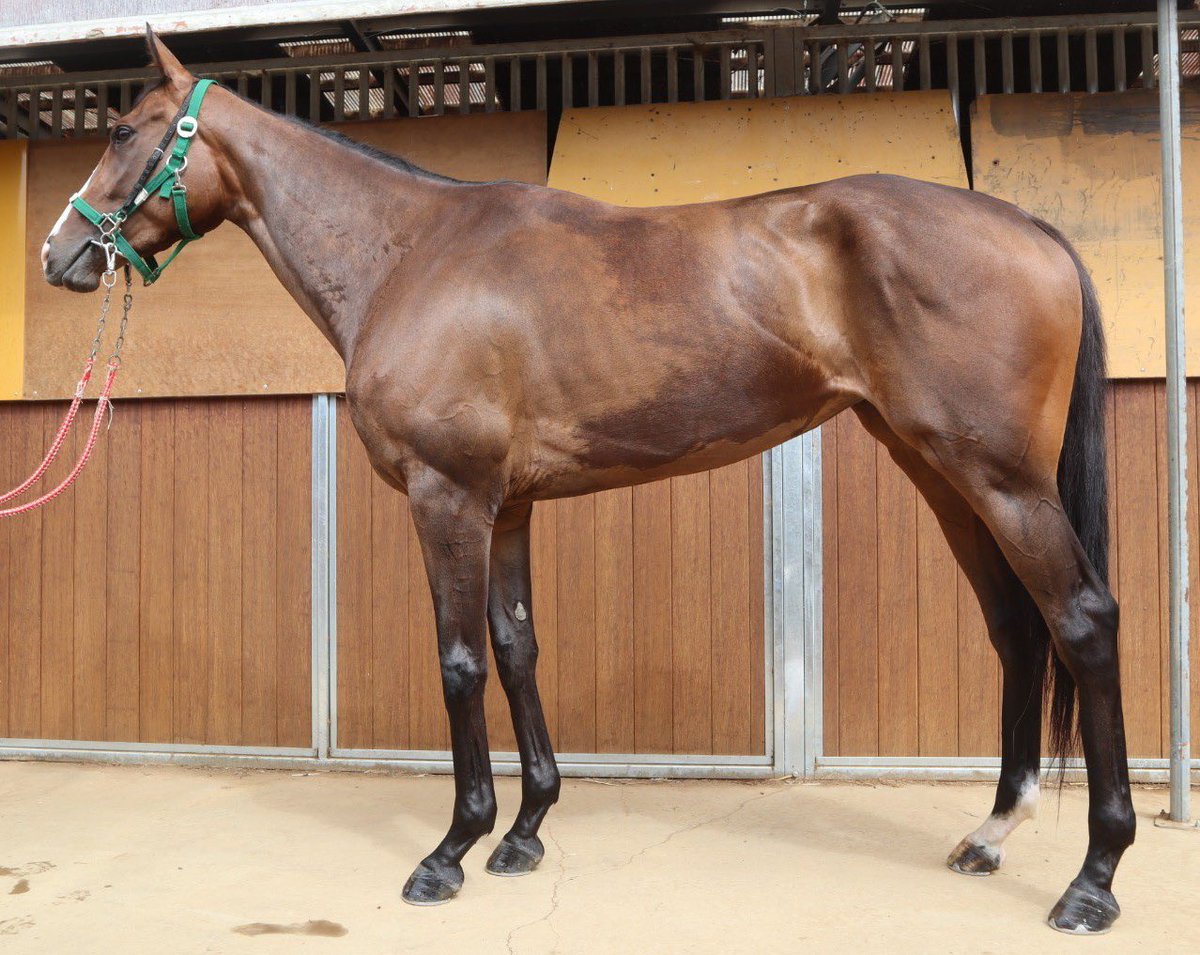 希少】スタリオン・レヴュー 1987 vol.15 サラブレッド血統センター