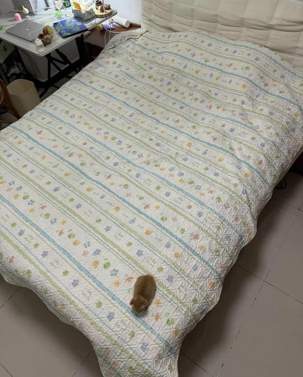 Posts Of Cats tweet media
