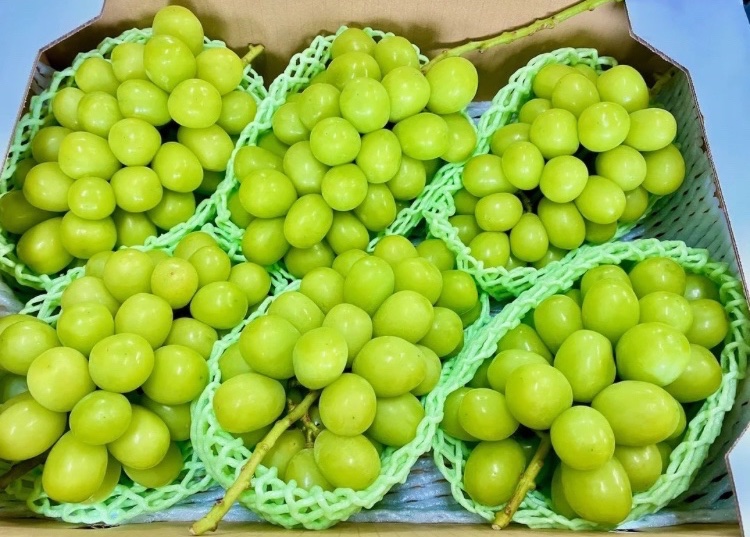＼24時間限定チャレンジ🍇💚／

山梨産 シャインマスカット6房 5kg箱 を1名様にプレゼント！🎁

【応募方法】
①本アカウントをフォロー
②このポストをいいね❤️

【締切】
8月3日(日) 15:00まで
