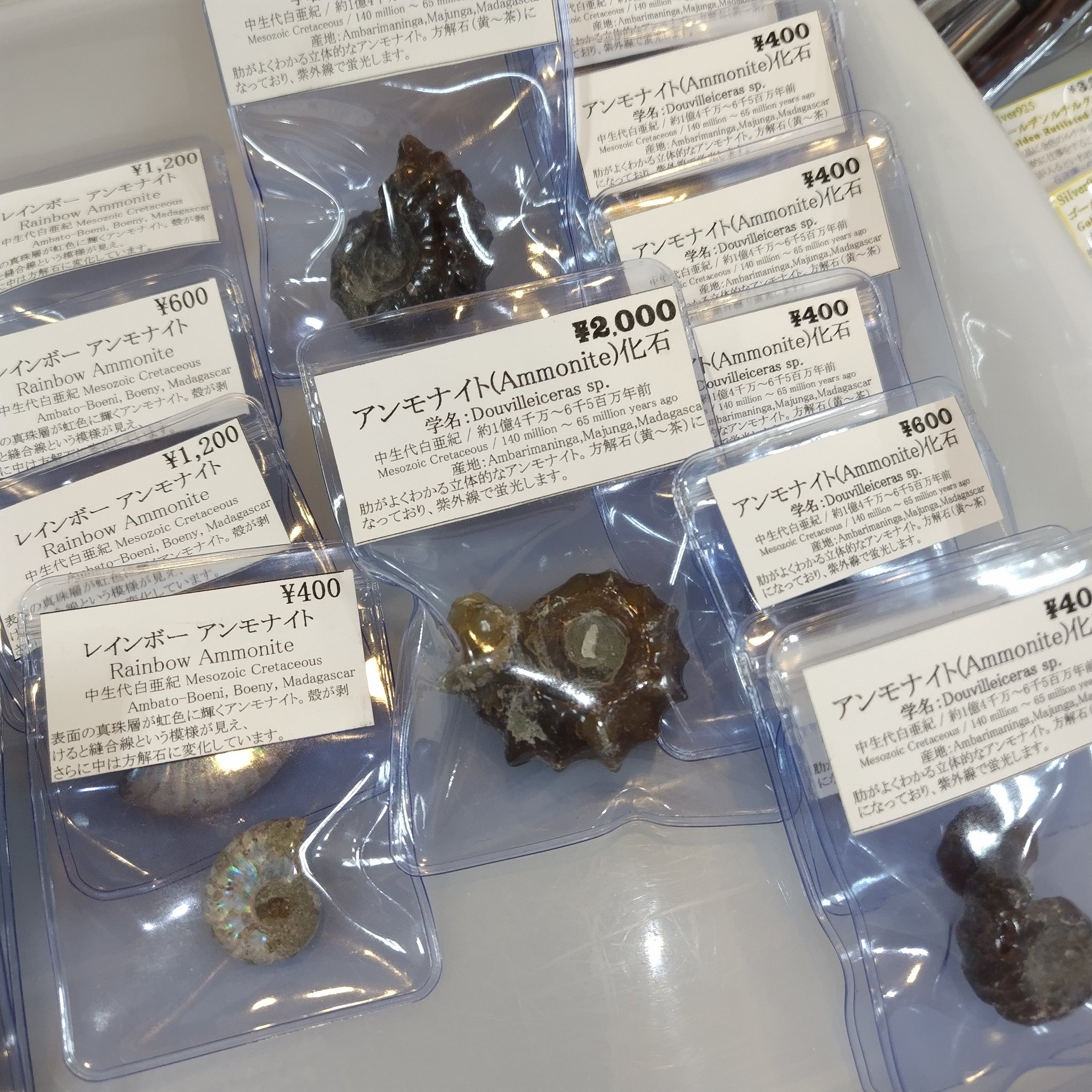 アンモナイト出品 ♡ アンモナイト ヨコヤマオセラス・イシカワイ 1497 : ラピス