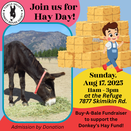 donkeyrefuge's tweet photo. 🎉 Just 7 days until Hay Day! 🎉

Join Us!
📅 Sun, Aug 17 | 11 am–3 pm
📍 Turtle Valley Donkey Refuge
Admission by donation 

Enjoy Armstrong Lions Club Food Truck, donkey hugs, fun games, crafts &amp; more – all to help feed our 101 donkeys &amp; mules!
#HayDay #DonkeyRefuge @Kamscan https://t.co/1wBILQRKo5
