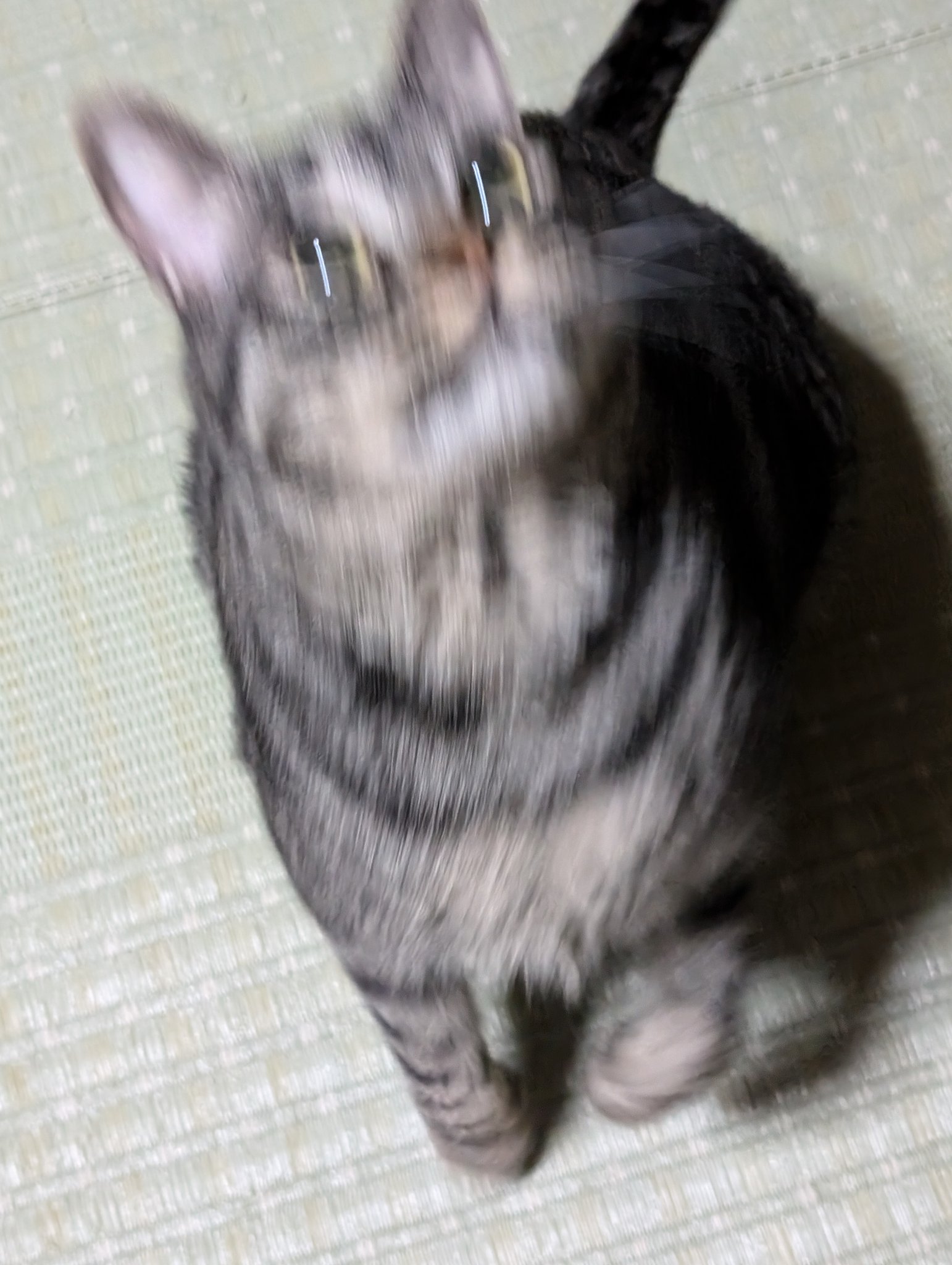 猫一郎 楽天市場】一誠 海太郎 ネコメタル タチウオSP 210g #050