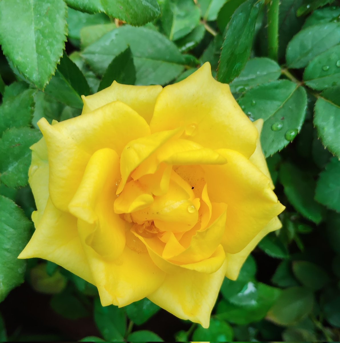 Good morning all X friends.
All r happy prosperous satisfied life.
Flourish as like flowers.