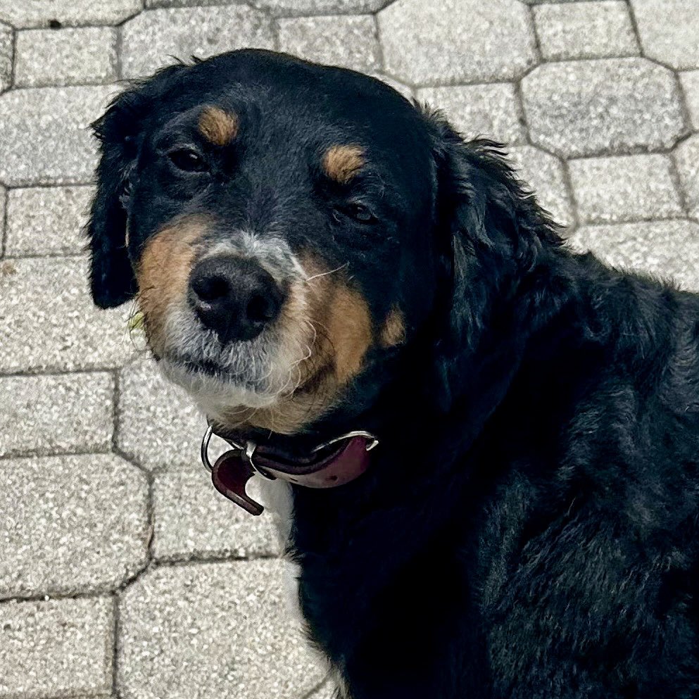 David Reaboi, Late Republic Nonsense tweet media