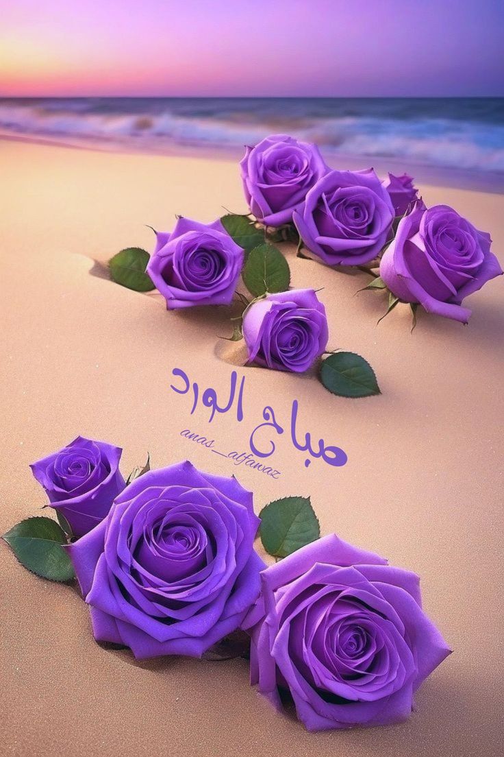 💜 صباح الورد 💜