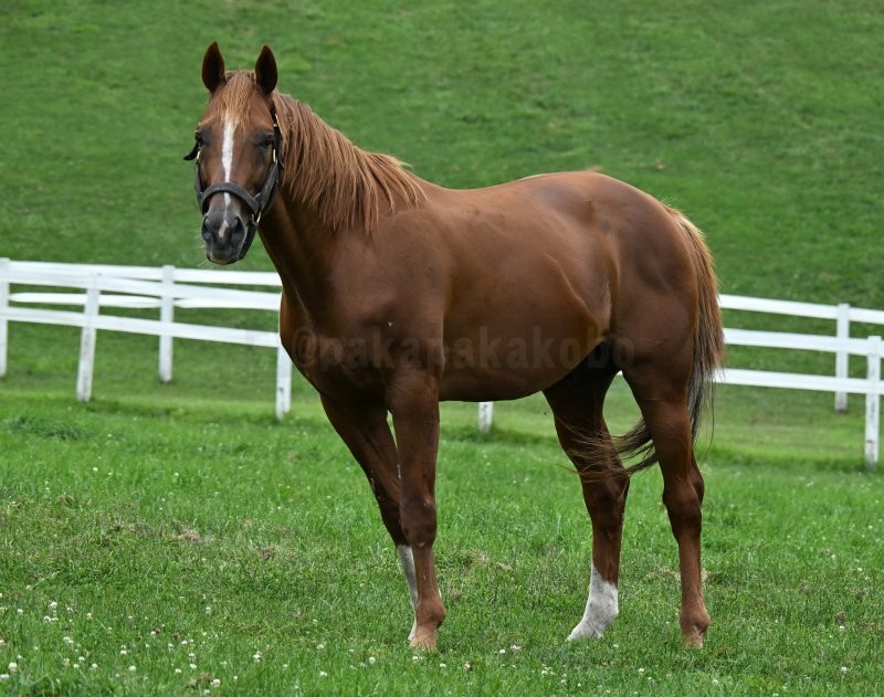 牧場ウマウマ 三嶋牧場｜POG注目馬カラーパドック｜競馬情報ならJRA-VAN