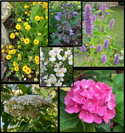 🌻First #SixOnSaturday of August. 

#LoveGardening #GardeningX #SummerFlowers 

wp.me/p2Eu3u-lvJ
